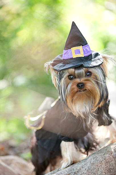 istock Yorkshire Terrier Puppy Dressed Up as a Witch for Halloween 488273630