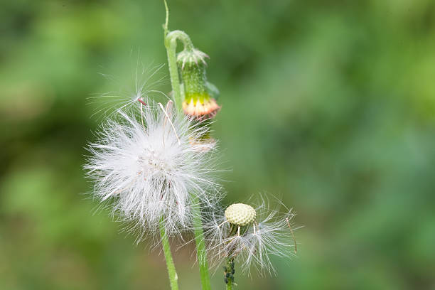 istock Flower on green background,nature background. 488273732