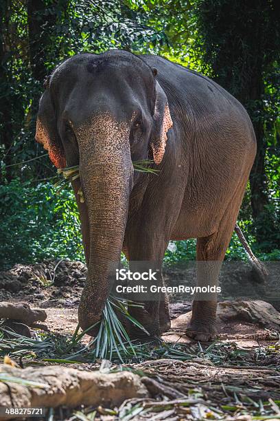Elephant In Koh Chang Stock Photo - Download Image Now - Animal, Animal  Trunk, Animals In The Wild - iStock