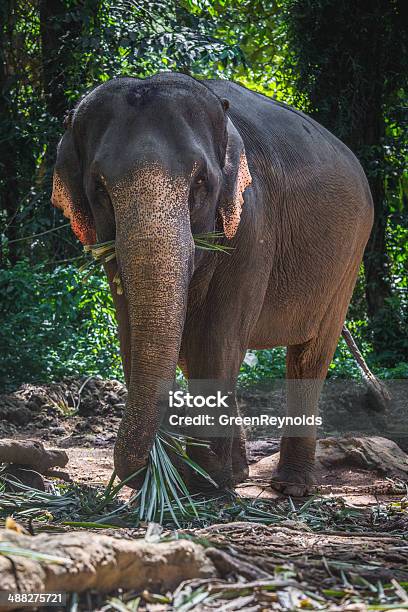 Elephant In Koh Chang Stock Photo - Download Image Now - Animal, Animal Trunk, Animals In The Wild - iStock Elephant In Koh Chang Stock Photo - Download Image Now - Animal, Animal Trunk, Animals In The Wild - iStock