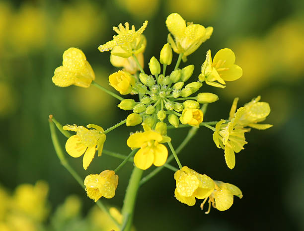 fleur moutarde - mustard flower photos et images de collection