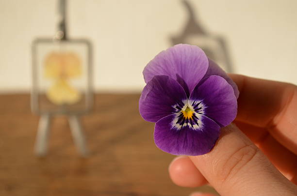 istock Inspired by nature - pansies 488276127
