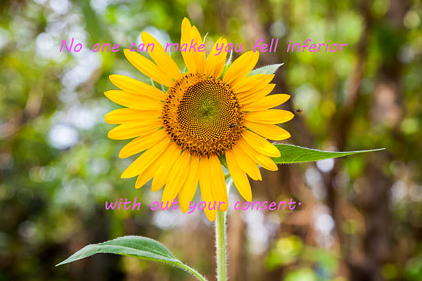 istock Beautiful sunflower  over bokhe background 488276266