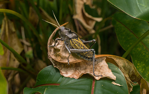 Chapolin Insect 100+ Chapulin Stock Photos, Pictures & Royalty-Free Images - iStock