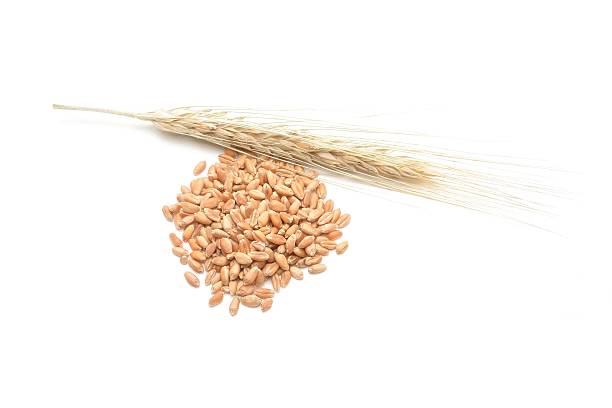 istock spikelets and grains of wheat on a white background 488277244
