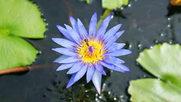 istock Bee on Purple Lotus, Thai Flower 488277842