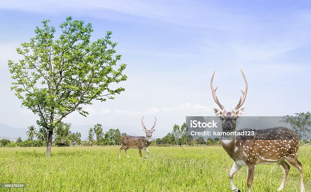 tree on the rice field Two deer in a field of green. Agriculture Stock Photo