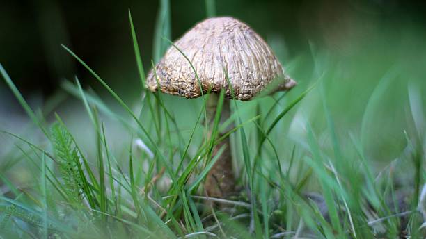 fungo selvatico 2 - fungus moss log magic mushroom foto e immagini stock