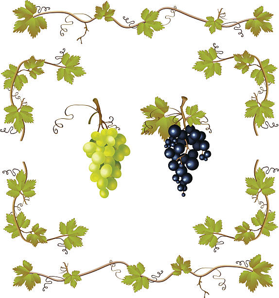 illustrations, cliparts, dessins animés et icônes de vecteur série de raisin - feuille de vigne