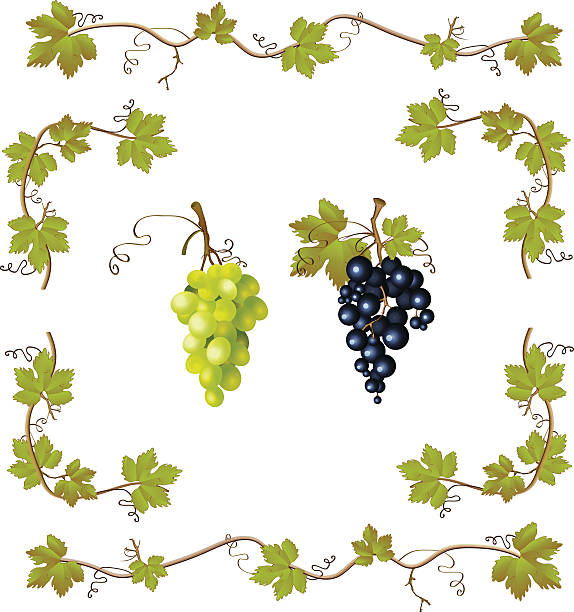 Grape Leaves Vector Art Icons And Graphics For Free Download