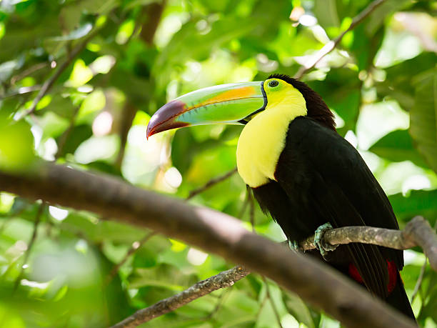 istock Portrait of Keel-billed Toucan bird 488279937
