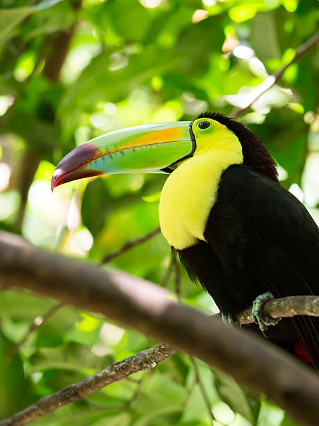 istock Portrait of Keel-billed Toucan bird 488279953