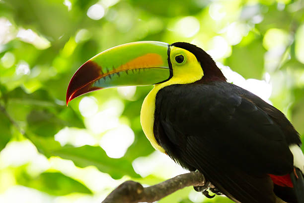 istock Portrait of Keel-billed Toucan bird 488279987