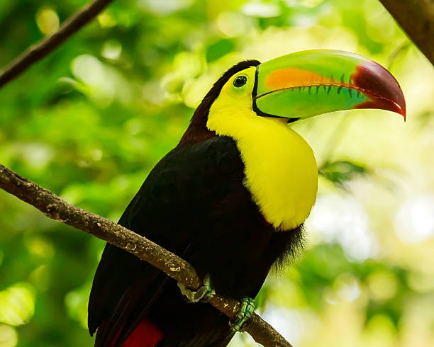 istock Portrait of Keel-billed Toucan bird 488279993