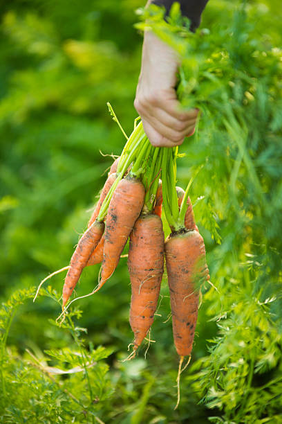 istock farmer holding a bunch of carrots 488280191