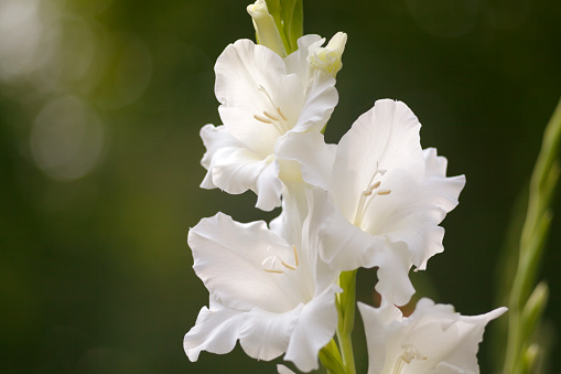 natural floral background of blooming red Oleander flowers with green leaves