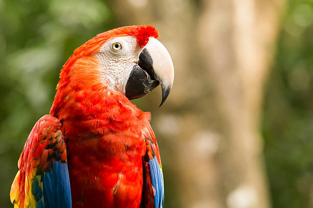 istock Portrait of Scarlet Macaw parrot 488282237