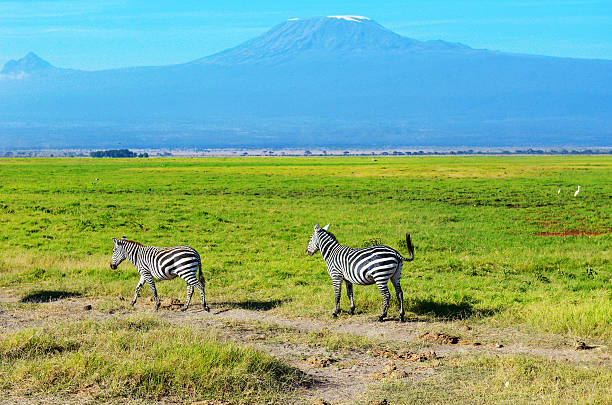 istock Beautiful Kilimanjaro mountain and zebras, Kenya 488282396