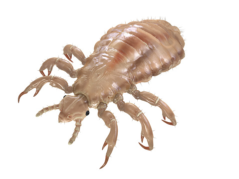 detailed 3d louse on white background