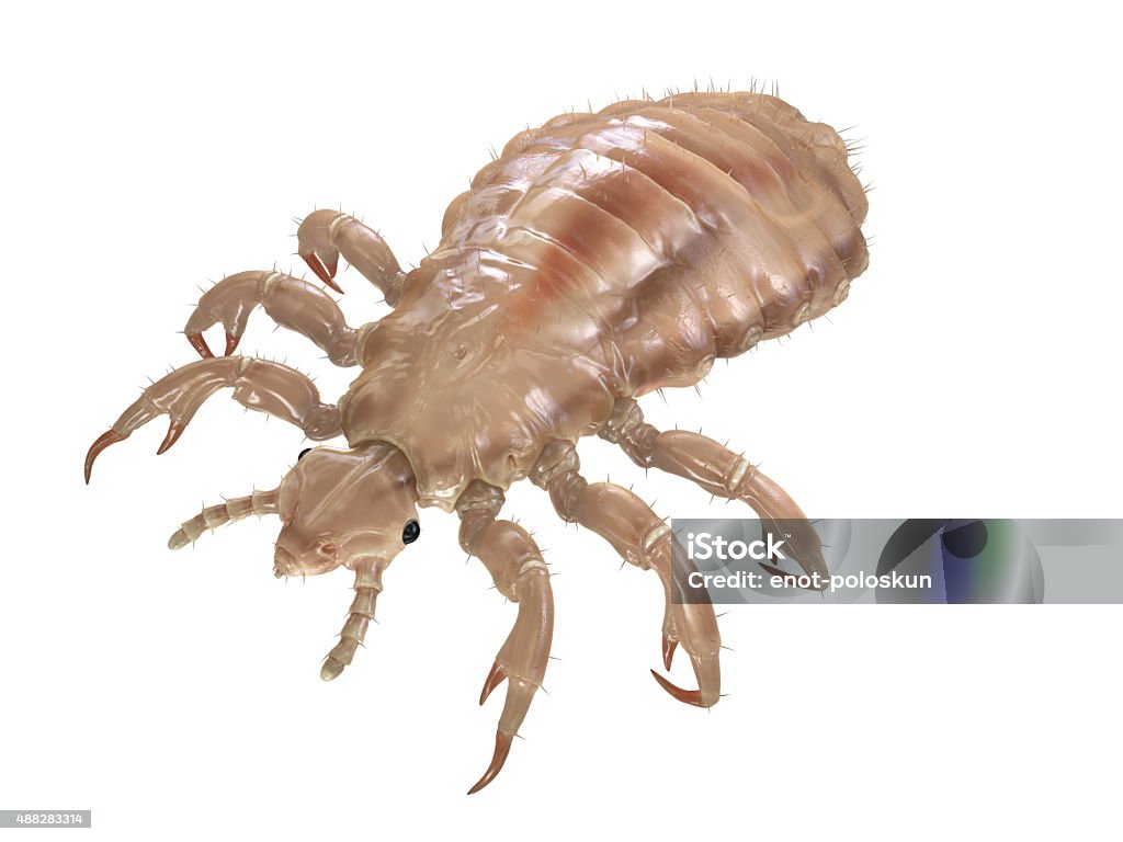 louse detailed 3d louse on white background Louse Stock Photo