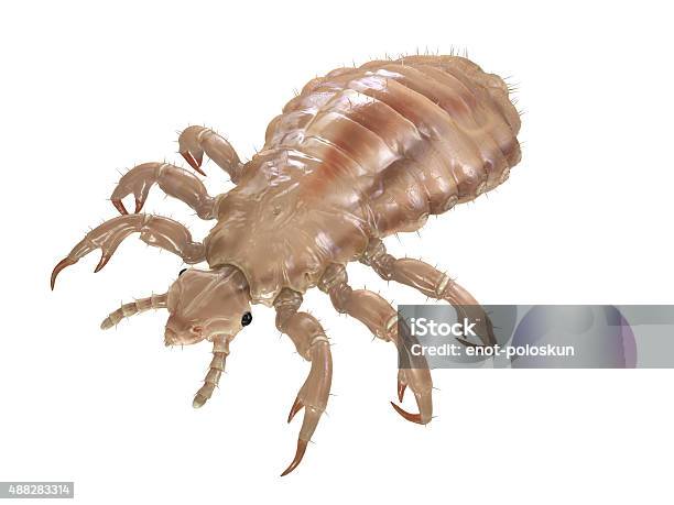 Louse Stock Photo - Download Image Now - Louse, Head Louse, White Background