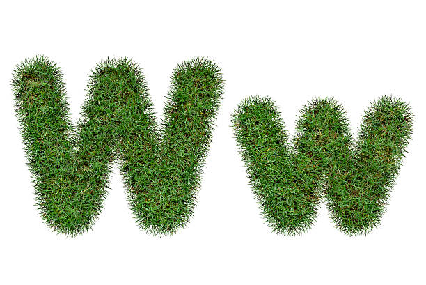 istock Grass Letter W,w  isolated on white background 488283500