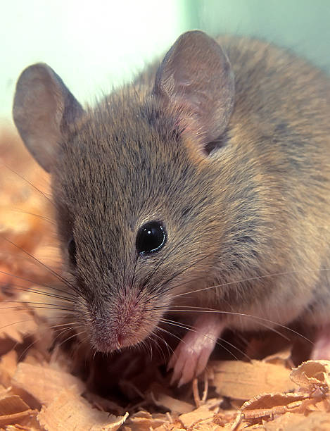 istock House mouse, Mus musculus portrait 488299865