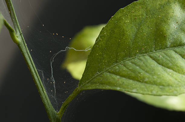 Plant pest stock photo