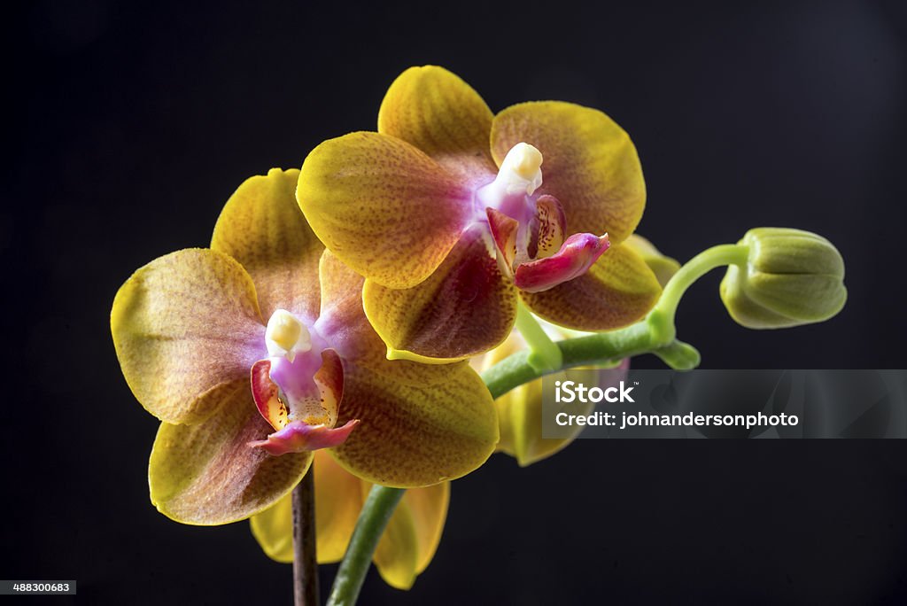 Orchidées Dendrobium - Photo de Beauté de la nature libre de droits
