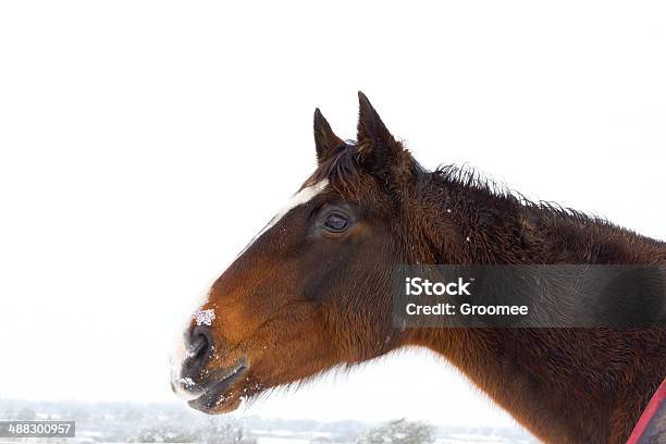 Cold Nose Stock Photo - Download Image Now - Alertness, Animal, Animal Body Part