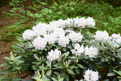 white Rhododendron  bush in springtime