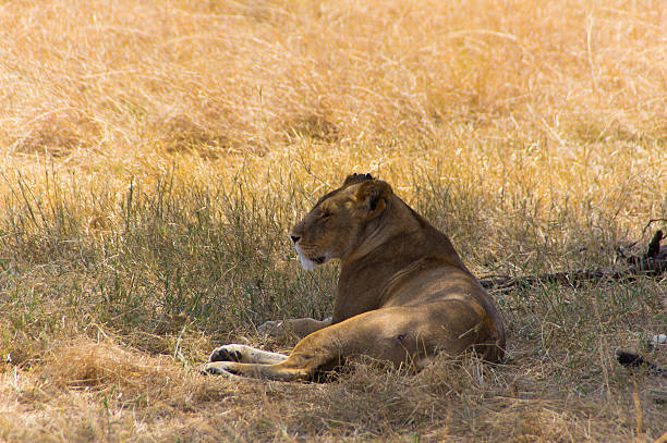 patient Lionne - Photo