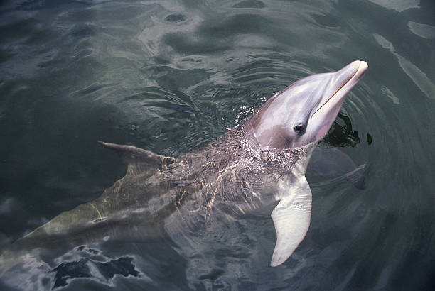 улыбка дельфин - dolphin porpoise mammal sea стоковые фото и изображения