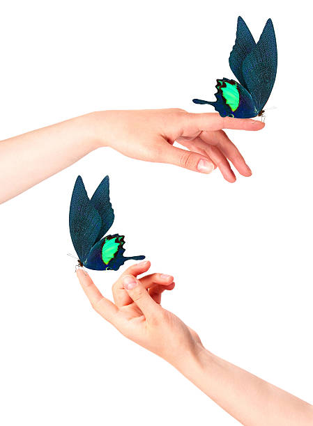 istock butterfly on woman's hand. In motion 488303307