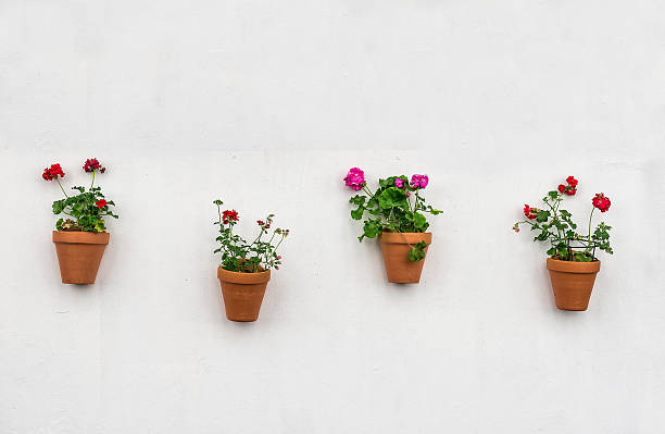 istock Row of flower pots on the white wall 488304379