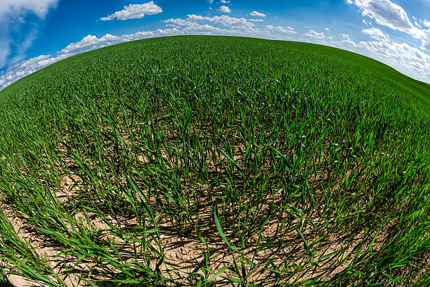 istock Green wheat field with fish eye-lens 488304819
