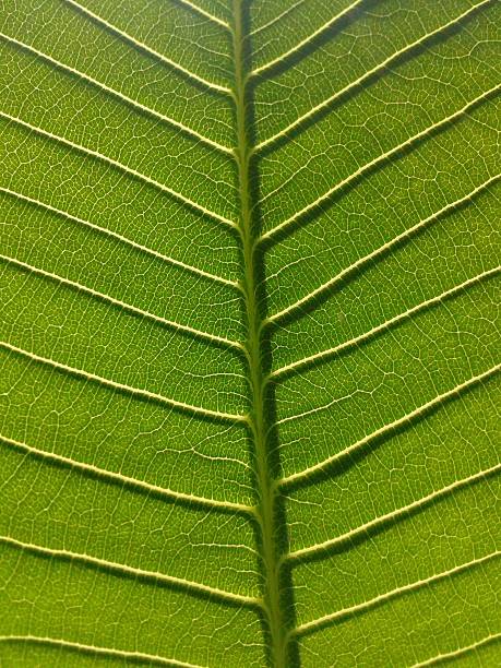 istock green plumeria leaves texture 488304886