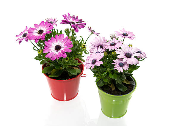 istock spanish daisy flowers in red and green bucket 488304949