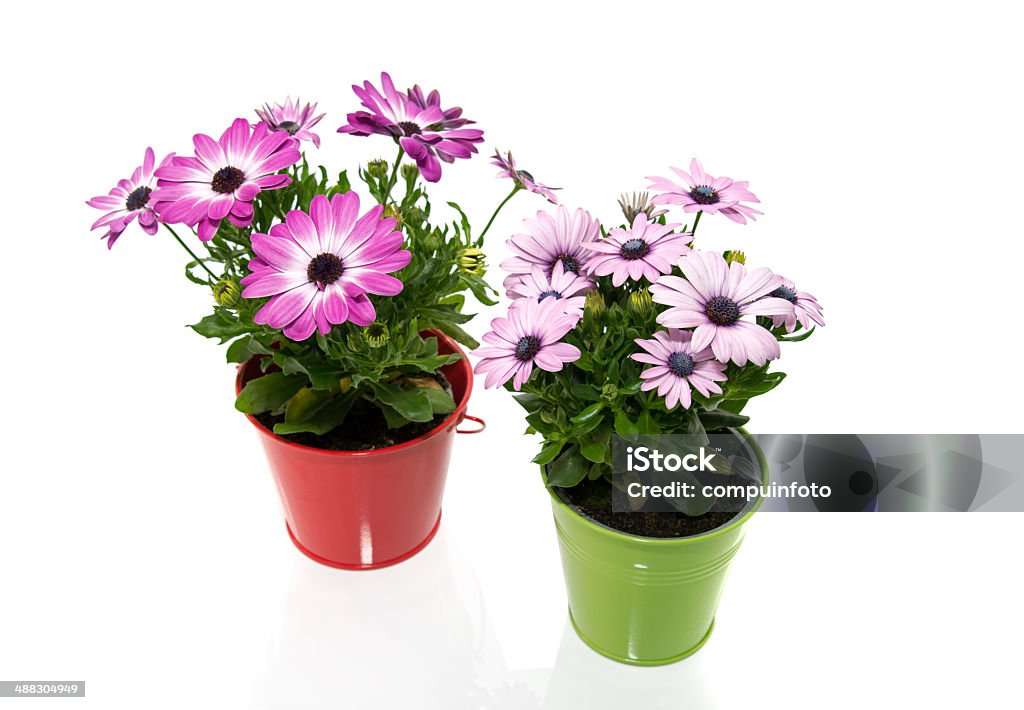 spanish daisy flowers in red and green bucket spanish daisy flowers in red and green bucket isolated on white Beauty In Nature Stock Photo