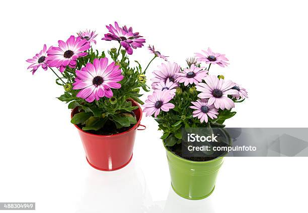Spanish Daisy Flowers In Red And Green Bucket Stock Photo - Download Image Now - Beauty In Nature, Blossom, Botany