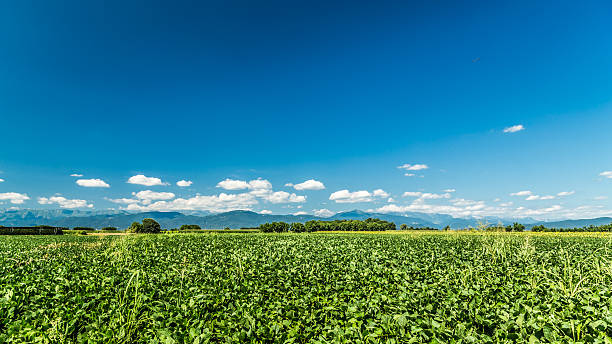 istock Green Fields of Italy 488305098