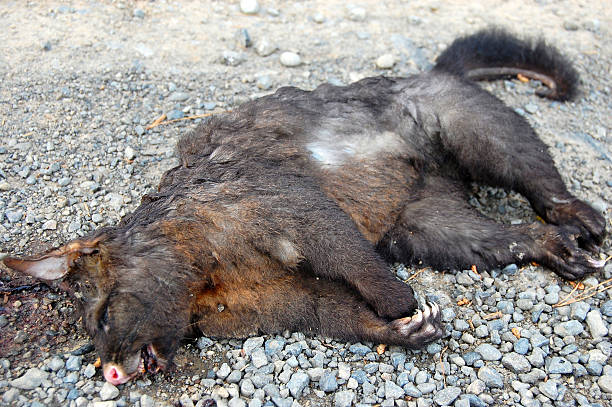 Dead possum on gravel road Dead possum on gravel road, Banks Peninsula, New Zealand possum nz stock pictures, royalty-free photos & images