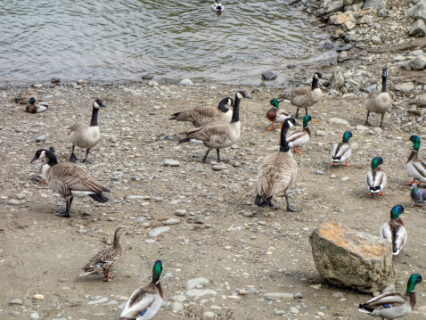 Canadian geese and Mallard ducks on the shore by the river