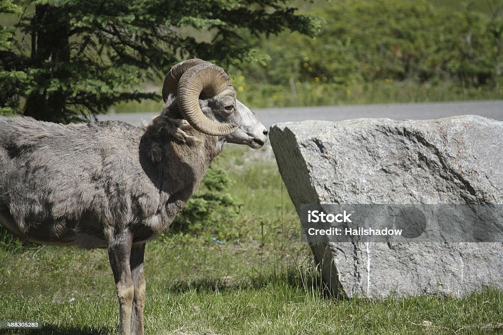 wild Ram Wild sheep walking along a road in Rockie Mountains. Alberta Stock Photo