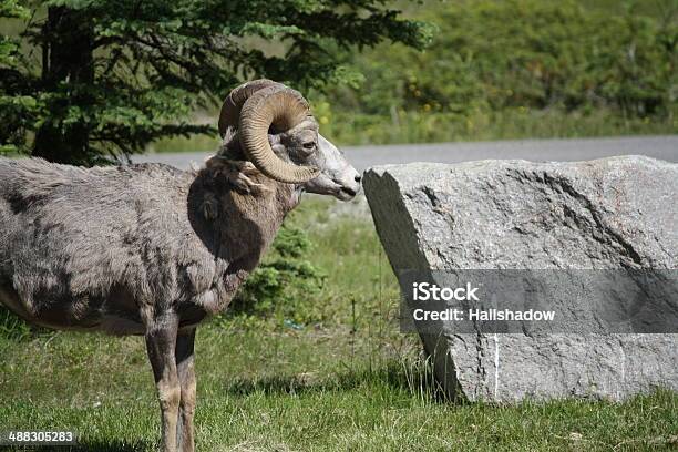 Wild Ram Stock Photo - Download Image Now - Alberta, Animal, Animal Body Part