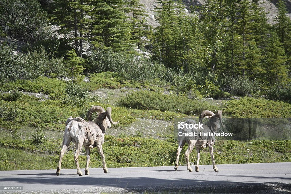 Mountain goat Wild sheep walking along a road in Rockie Mountains. Alberta Stock Photo