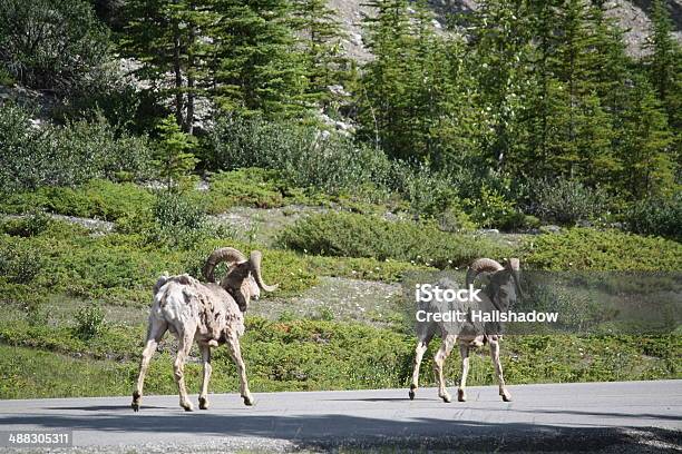 Mountain Goat Stock Photo - Download Image Now - Alberta, Animal, Animal Body Part