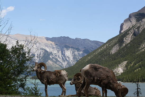 istock wild Ram at Lake Minnewanka 488305319