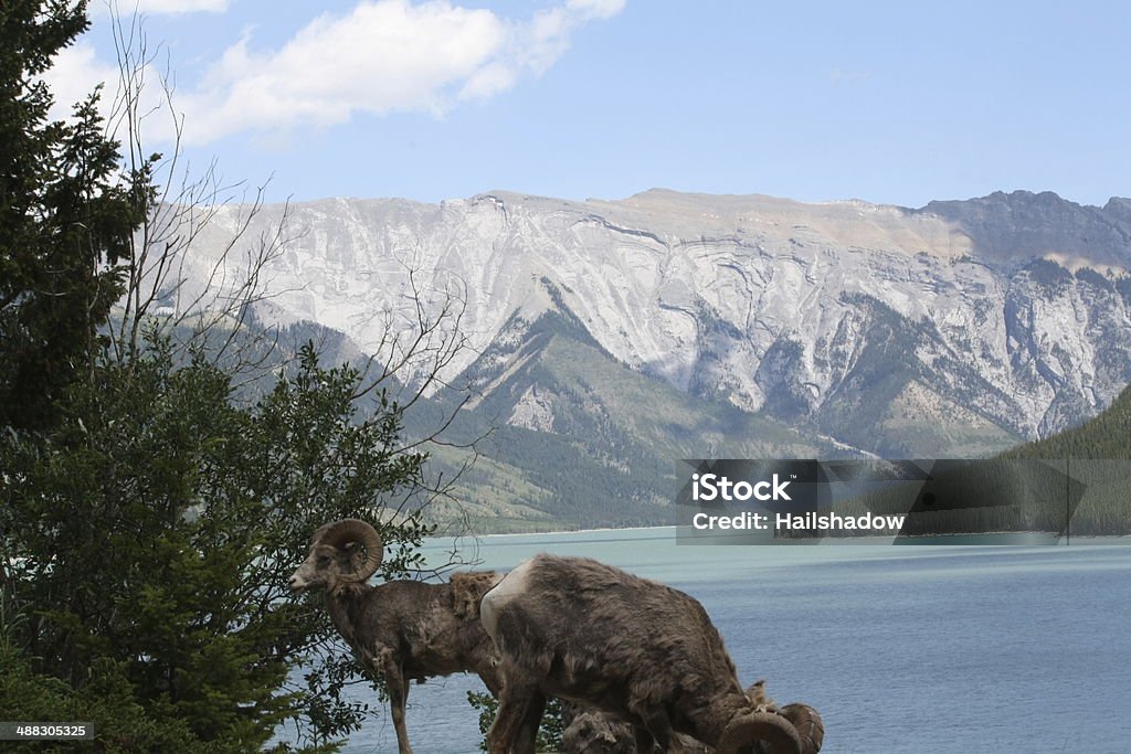 wild Ram di Banff - Foto stock royalty-free di Albero