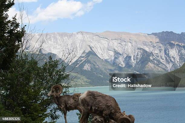 Dziki Ram W Banff - zdjęcia stockowe i więcej obrazów Alberta - Alberta, Antylopa, Baran - Znak zodiaku żywiołu ognia